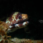 20200718 P7180306 150x150