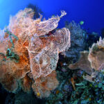 渡假潛水 66 150x150