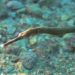 20250501 P5010231 150x150