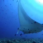 AnyConv.com 渡假潛水 27 150x150