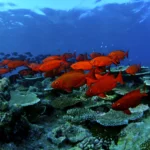 AnyConv.com 渡假潛水 53 150x150