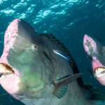 Istockphoto 1029990124 1024x1024 1 150x150