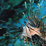 海底世界 28 150x150