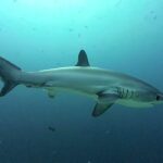 Maxresdefault 150x150